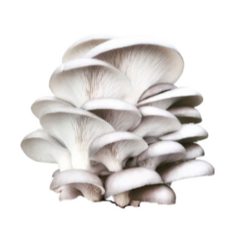 Champignons - Pleurotes