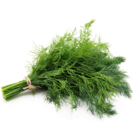 Dill - Fresh