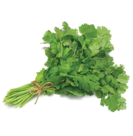 Coriander - Fresh