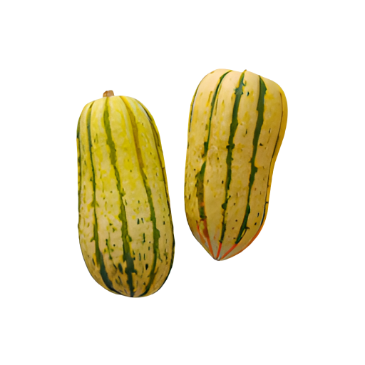 Courge - Delicata