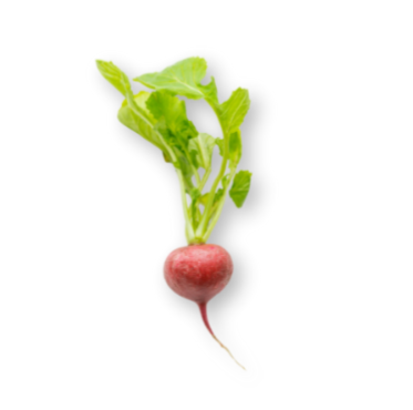 Red Radish with leaf